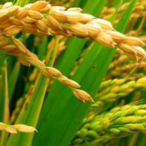 PMA Pusa Basmati Rice Seed, Pure Basmati Rice for Farmi...