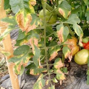 HEDO Bio organic Trichoderma viride Liquid 1L Promote P...