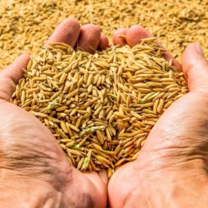PMA Basmati Paddy, Rice Seed for Farming & Agriculture,...