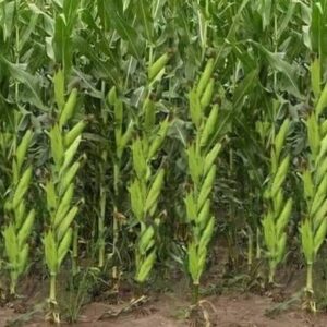 HYBRID 100g highest yield corn seeds long bhutta Seed