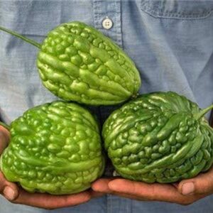 WILLVINE Hybrid Bitter Gourd White Long High Yield for ...