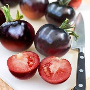 WILLVINE High Yield Hybrid Pusa Tomato Seeds Seed