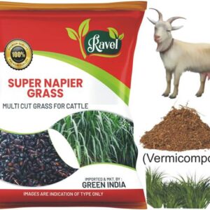 Ravel SUPER NAPIER GRASS SEED (2000 Seeds), High Yield,...