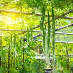 WILLVINE High Yield Snake Gourd Seeds[100 Gms, 500 Seed...