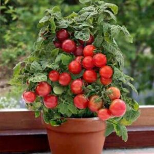 DEYS AGRO ™ High Yield Tomato Seeds for Home Garden See...