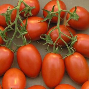Aywal High Yield Tomato F1 RED Ruby Hybrid Seed