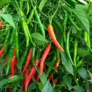 DEYS AGRO ™ f1 hybrid chilli seeds,highest yield Verity...