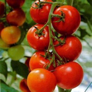 WILLVINE Ruby High Yield Hybrid Pusa Tomato Seeds-[3000...