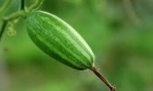 Parval seeds(5 seeds)