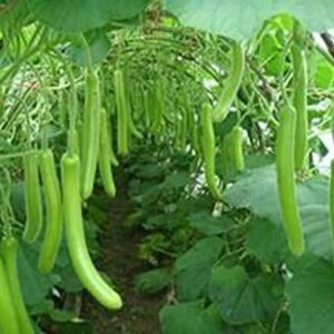 VibeX High Yield Hybrid" Bottle Gourd Long" Splendour-(...