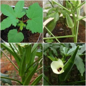 ActrovaX OKRA SAMRAT High yielding Vegetable[1000 Seeds...