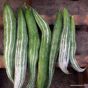 WILLVINE Hybrid F1High Yield Long Snake Gourd Vegetable...