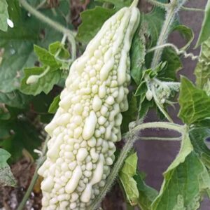 PLANTORISH Bitter Gourd Seeds, F1 Organic Seed for Gard...