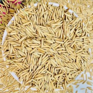 naturehils Basmati Paddy, Basmati Rice Seed-1109 for Fa...