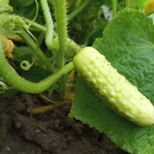 Biosnyg High Yield Long White Chinese Cucumber Seeds Fo...