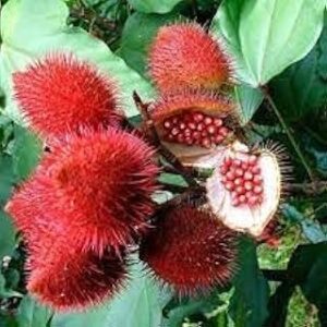 kumkum plant seeds,90% germination (45 seeds)