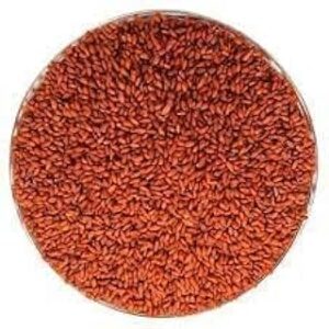 Chandrashura(Seeds) || For Planting, Home, Kitchen, Gardening, Farming || Pack of 1 || (250-gram)