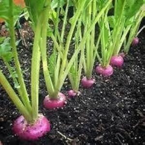 Kohlrabi Seed||Healthy Turnip/salgom/OlkopiSeed||50Piece Organic Seed for Indoor/Outdoor Home gardening||vegitable seed (Pack of-2) A_31