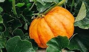 big kaddu seeds hybrid (100 seeds)