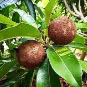Chiku fruit seed, High germination rate (20 seeds)