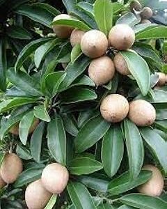 Chikoo seeds,high germination rate (24 Seeds)