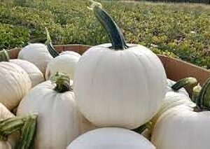 White pumpkin seeds for planting (70 seeds)