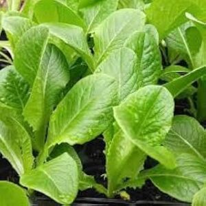 Palakura seeds for home garden, High germination (50 seeds)