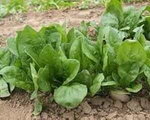 Palak seeds for home garden organic, High germination (250 seeds)