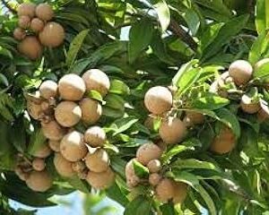 Sobeda plant seeds, High germination rate (10 seeds)