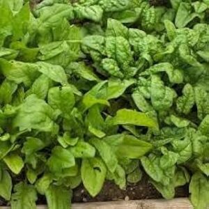 Palak seeds for planting,High germination (500 seeds)