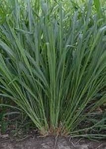 RootNrise Hybrid Malai Makhan Multi Cutting Grass Seeds for Fodder Cultivation, Multi Cutting Grass Seeds 100 gram