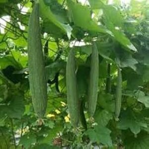 Sponge Gourd Seeds, Organic Long Green Variety, Pack of 50+ Seeds, All Season Growing Seed Perfect for Home Gardening, Planting For Pots and Patio