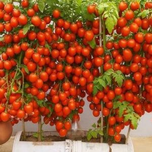 DEYS AGRO ™ high yield tomato seeds hybrid organic Seed