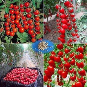 Qualtivate ™ High Yield Hybrid" RED CHERRY TOMATO" Vege...