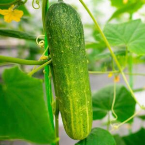 Biosnyg High Yield Cucumber Straight 8 Seeds For Kitche...