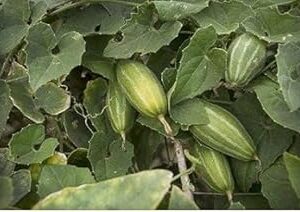 Parwal plant seeds || seeds for parwal plant || 20 seeds