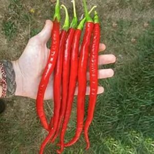 Ovule Hybridi Chili Pepper Superhot Chilli Pepper, From Hybrid Bird Seed | Seeds Tested And Packed For Terrace and Home Gardening (Chilli) (200 Per Packet)