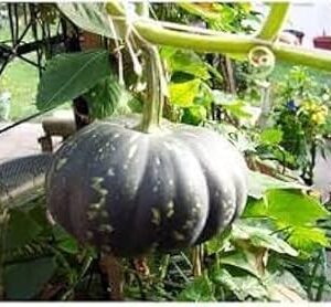 High-Germination Dark Green Pumpkin Seeds (15 Seeds) - Ideal for Home Gardens with Exceptional Growth and Abundant Produce for Year-Round Harvesting