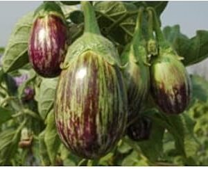 High Germination Seeds for Your Garden/Easy to Grow/Organic Hybrid Branajil, Eggplant Vegetable Seeds for Home and Terrace Gardening (150+Seed)
