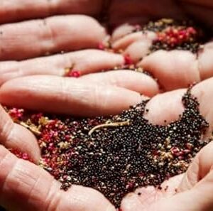 Natura GreenHouse Spinach Amaranthus Lal Saag Seeds 10000 Seeds for Year Through Growing lal saag seeds Red Spinach Seeds | Leafy Vegetable Seed |