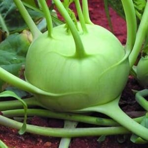 Kohlrabi Vegetable Planting Seeds | F150 Hybrid Organic Variety for Growing in Pots Terrace Balcony Kitchen Garden and Outdoor Fields | Pack of 150