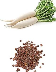 PlantaZee Muli Seed Pack | 100 Seeds Per 1 Packet | Vegetable Seed Pack | Garden Vegetable Seeds | Seed - Muli