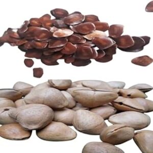 PS Agro Input Kaner and Keshyashyama Seeds Combo Pack, Mixed Flowering Plant Seeds, Outdoor Garden (52-52 Seeds Each)