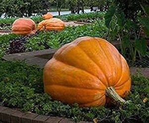 All Season Gardens Rare Imported High Growing Giant Vegetable ' 50Kg Yields Huge Hybrid Pumpkin ' Seeds (20 Seeds)