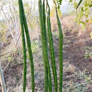 DEYS AGRO ™ High Yield Moringa Seeds for Organic Farmin...