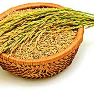 PMA Basmati Paddy, Basmati Rice Seed-1109 for Farming &...