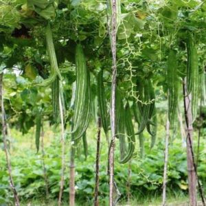 WILLVINE High Yield Snake Gourd Chachinda[500 Gms, 2500...