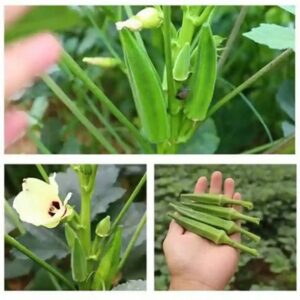 DEYS AGRO ™ f1 hybrid ladies finger seeds Seed