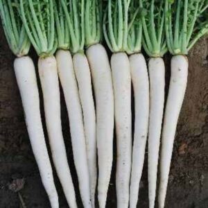 Hariyali Seeds Radish (Mulli) F1 Hybrid Seeds high yiel...