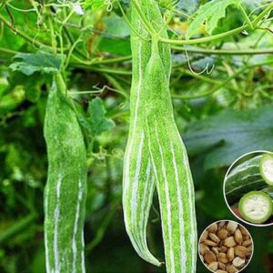 WILLVINE LXI-127 High Yield Long Snake Gourd Seed
